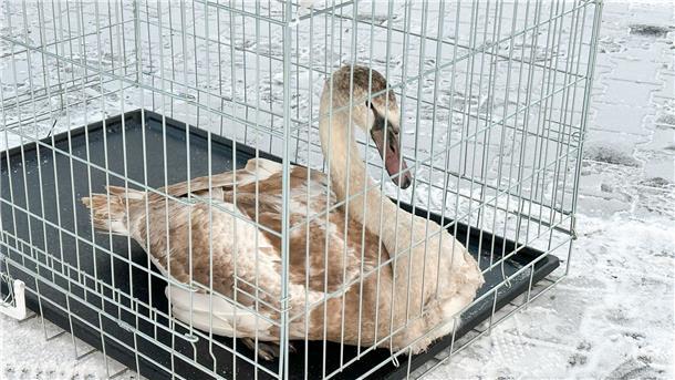 Winterfreude am Adventswochenende - zum Montag Glatteis Die Feuerwehr im bayerischen Stockstadt hat einen jungen Schwan, der hilflos bei minus acht Grad auf einer Straße saß, gerettet.