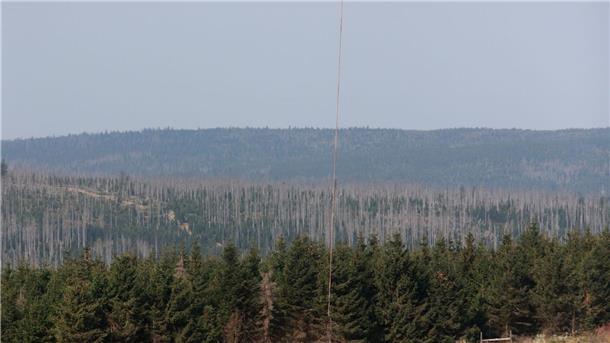 Feuer am Brocken - Einsatz könnte noch Tage dauern Die Feuerwehr stellt sich auf einen tagelangen Einsatz ein.
