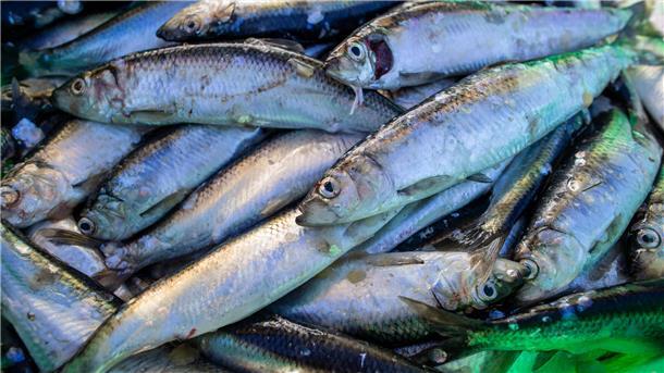 Die Fischbestände in Nord- und Ostsee gehen zurück.