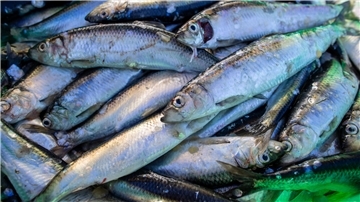 Die Fischbestände in Nord- und Ostsee gehen zurück.