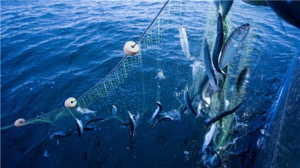 Die Fischerei könnte in Zukunft ein Problem bekommen. Die durch den Klimawandel steigenden Temperaturen haben auch Einfluss auf das Leben unter Wasser. Kommerziell genutzte Fischbestände wie Kabeljau, Makrelen oder Heringe wandern zunehmend ab nach Norden.