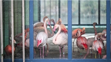 Die Flamingos im Zoo Berlin sind während der aktuellen Minusgrade in einem Stall untergebracht. Mit ihren grazilen Beinen könnten sich die Tiere an scharfkantigem Eis Verletzungen zuziehen oder ausrutschen.