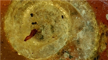 Die fossile Schnecke wurde auf den Namen „Archaeocyclotus brevivillosus“ getauft. Besonders auffällig ist ihr mit kurzen und borstigen Haaren bedecktes Haus.