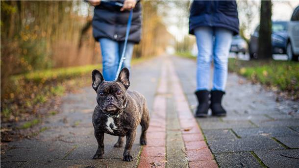 Die französische Bulldogge Gipsy, einst abgemagert im Tierheim abgegeben, hat ein neues Zuhause gefunden.