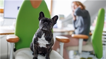 Die Französische Bulldogge Klärchen vom Münchhof sitzt im Büro der Werbeagentur media4nature auf einem Stuhl neben einer Mitarbeiterin.