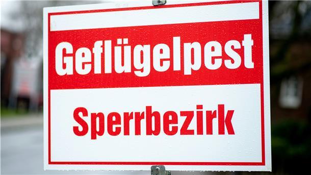 Die für Vögel hochansteckende Vogelgrippe vom Subtyp H5 hat sich im vergangenen Jahr von den Niederlanden nach Deutschland ausgebreitet. Vorher wurden Fälle in Russland, Kasachstan und Israel bekannt. Im Landkreis Cuxhaven ist sie ebenfalls angekommen.