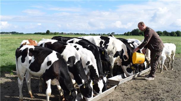 Die Fütterung der Kälber von Landwirt Jörg Kuck muss diesen Sommer leider ohne Publikum stattfinden. Landvolkverband