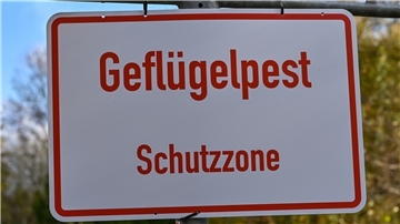 Die Geflügelpest ist im Landkreis Cloppenburg ausgebrochen.