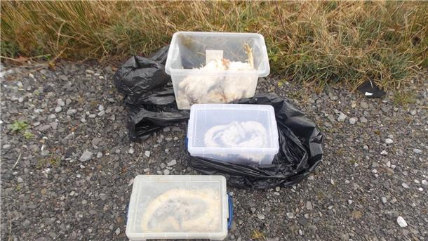 27 tote Schlangen an Straßenrand in Wales entdeckt Die gefundenen Tiere waren in Kisten, Müllsäcken und Kissenbezügen verpackt.