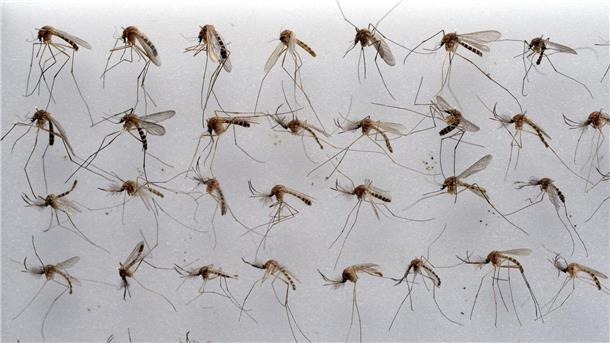 Die Gemeine Hausmücke (Culex pipiens) kommt in Deutschland sehr häufig vor. (Archivbild)