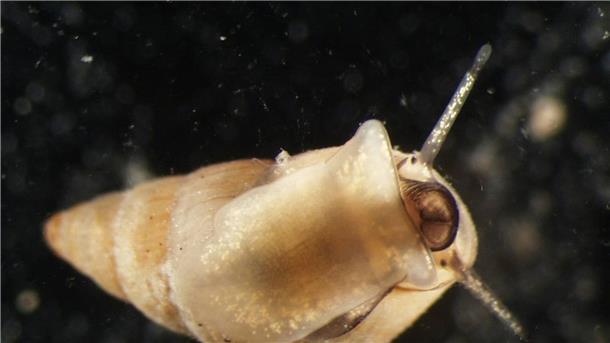 Klima- und Umweltänderungen führen zu Artenwandel im Watt Die Gemeine Wattschnecke (Peringia ulvae).