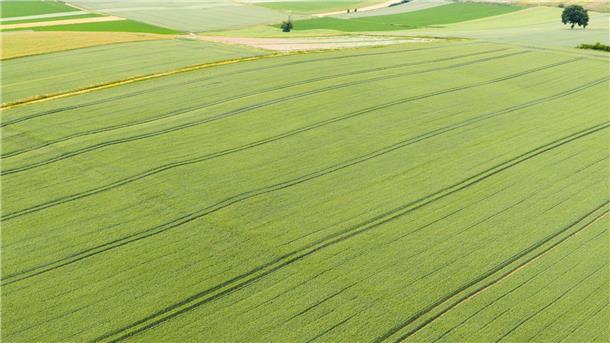 Die Getreideernte steht in Niedersachsen in wenigen Wochen an. 