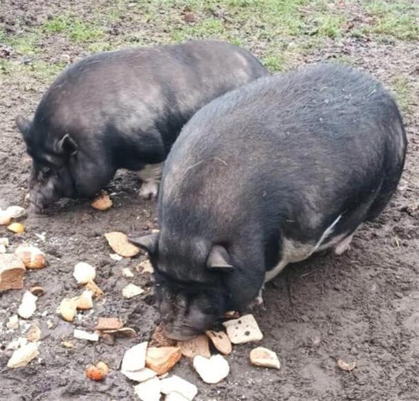 Zwei Hängebauchschweine. 