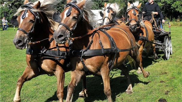Die Haflinger Freunde Kreis Cuxhaven präsentieren sich am 3. September bei einer großen Pferdeschau im Rahmen des Midlumer Marktes.