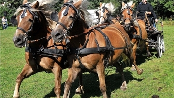 Die Haflinger Freunde Kreis Cuxhaven präsentieren sich am 3. September bei einer großen Pferdeschau im Rahmen des Midlumer Marktes.