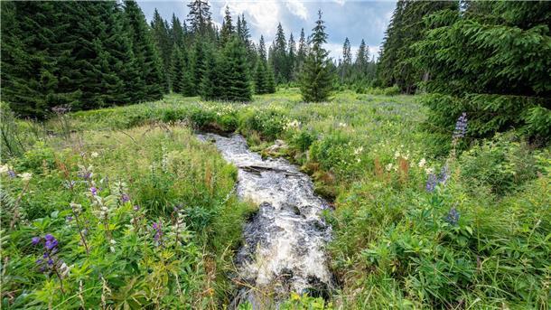 Debatte um deutsche Nationalparks: Mehr Platz für die Natur? Die Hammerklause in dem Erweiterungsgebiet des Nationalparks Bayerischer Wald. Der Nationalpark Bayerischer Wald ist der größte Waldnationalpark in Deutschland.