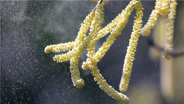 KKH: Zahl der heuschnupfengeplagten Menschen steigt Die Hasel blüht und setzt Pollen frei.