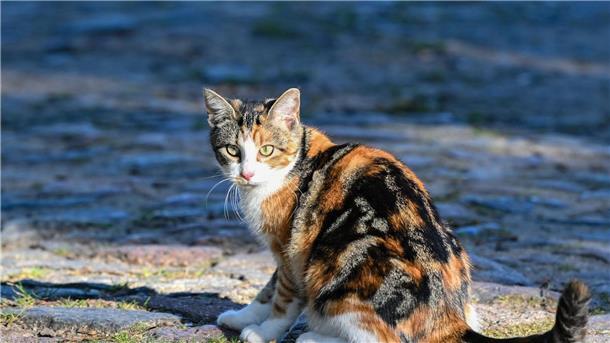 Studie: Hauskatzen und Wildkatzen mischten sich lange kaum Die Hauskatze gelangte vor mehr als 2000 Jahren über den Nahen Osten nach Europa.