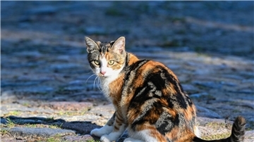 Die Hauskatze gelangte vor mehr als 2000 Jahren über den Nahen Osten nach Europa.