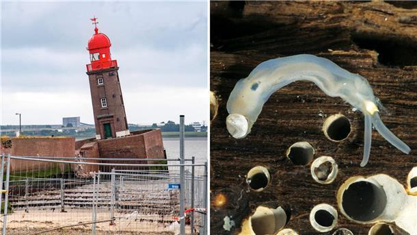 Die havarierte Nordmole mit dem schiefen Molenturm. Daneben die Holzbohrmuschel.