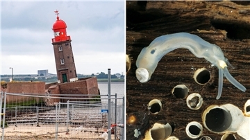 Die havarierte Nordmole mit dem schiefen Molenturm. Daneben die Holzbohrmuschel.