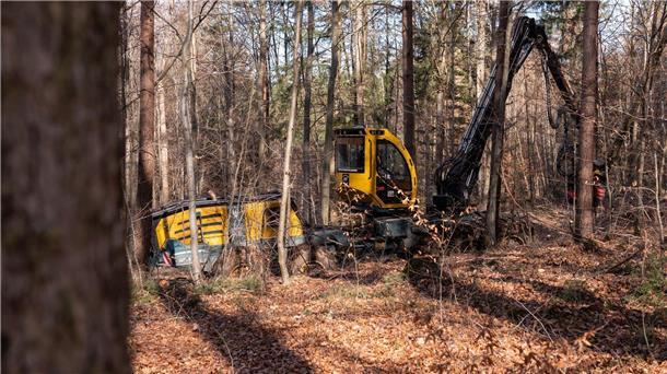 Verband: Bewirtschaftete Wälder sind gut für Umwelt Die Holzernte im Wald sei laut der Deutschen Forstwirtschaft gut für die Umwelt.