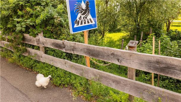 Ein Zebrastreifen für Hühner Die Hühner wechseln die Straßenseite, um frisches Futter wie Gras und Würmer zu finden.