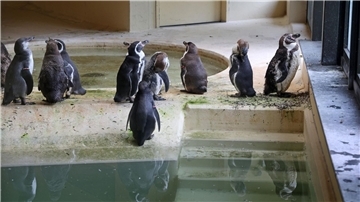 Die Humboldtpinguine im Rostocker Zoo werden vorsorglich im benachbarten Pelikan-Haus untergebracht.