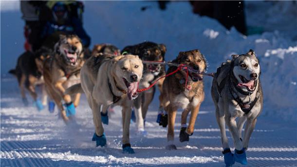 Größtes Schlittenhunderennen der Welt gestartet Die Hunde des Teams von Riley Dyche beim Start des Iditarod Trail Hundeschlittenrennens in Anchorage.
