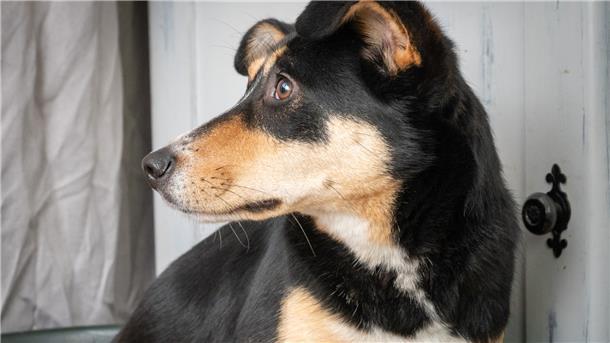 Die Hunderetterin Doris Urban aus Neuenkirchen hat Straßenhündin Sonya eine zweite Chance gegeben. Wie geht es der Hündin heute?