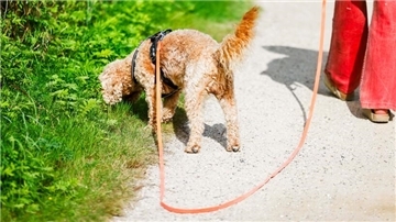 Ein Hund an der Leine.