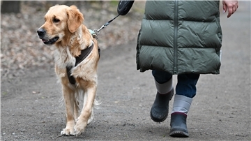 Hund an der Leine.