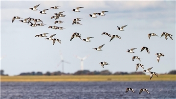 Wattenmeer stärker bedroht: Klimawandel und Windparks Die IUCN hat mit Blick auf den Schutz des Wattenmeers einige Bedenken (Archivbild)
