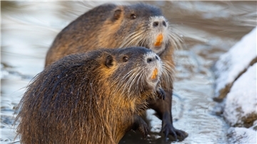 Nutria