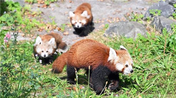 Zwillingsnachwuchs bei seltenen Kleinen Pandas in Hannover Die jungen Zwillinge folgen ihrer Mutter über das Gras.