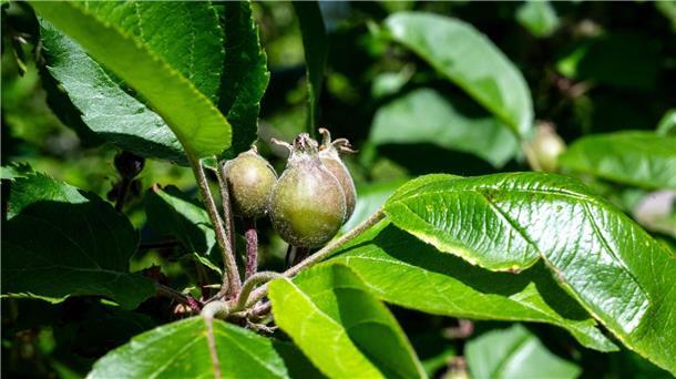 Frühe Obstblüte könnte Apfelernte schmälern Die Kältephase im April hat vielen Apfelbäumen zugesetzt.
