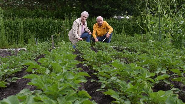 Die Kartoffeln sehen gut aus: Erika und Gerhard Otto sind zufrieden mit der Entwicklung der Knollenpflanzen auf ihrer Kleingarten-Parzelle. Viele andere Pflanzen haben die Trockenphasen im Frühjahr nicht überlebt.