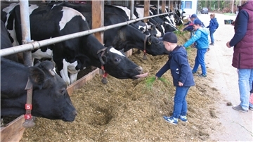 Kinder füttern Kühe im Stall mit Gras
