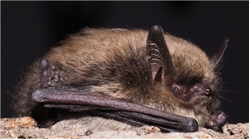 Die Kleine Bartfledermaus (Myotis mystacinus) zieht aus ihren Winterquartieren im Frühjahr in ihre bis zu 100 km entfernten Wochenstuben.