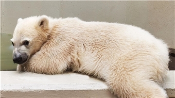Die kleine Eisbärin im Hamburger Tierpark hat noch keinen Namen.