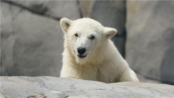 Kleine Eisbärin erobert Außenanlage bei Hagenbeck Die kleine Eisbärin läuft durch die Außenanlage im Eismeer im Tierpark Hagenbeck.