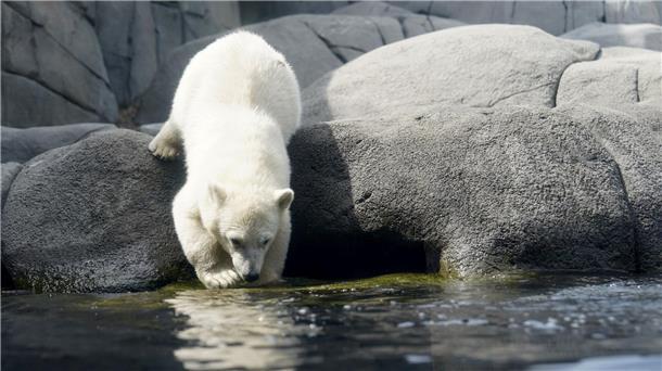 Kleine Eisbärin erobert Außenanlage bei Hagenbeck Die kleine Eisbärin steht am Beckenrand in der Außenanlage im Eismeer im Tierpark Hagenbeck.