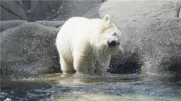 Kleine Eisbärin erobert Außenanlage bei Hagenbeck Die kleine Eisbärin steht im Wasserbecken und schüttelt ihr Fell.