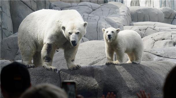 Kleine Eisbärin erobert Außenanlage bei Hagenbeck Die kleine Eisbärin steht neben Eisbärenmutter Victoria im Tierpark Hagenbeck.