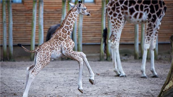 Giraffen-Baby auf Erkundungstour Die kleine Giraffe Mojo springt herum und erkundet das Gehege.