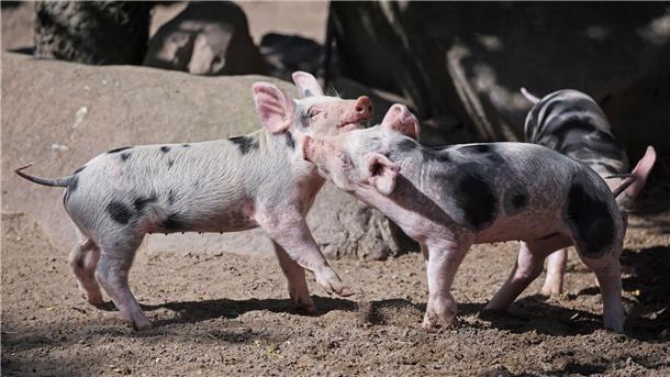 Jede Menge Flecken im Gehege Die kleinen Ferkel haben ordentlich Spaß und toben durch ihr Gehege.