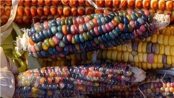 Die kleinen Körner des Maises gibt es in fast allen Farben des Spektrums.