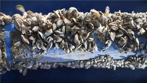 Die kleinen Muscheln sorgen für Ärger im Bodensee.