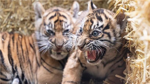 Die kleinen Sumatra-Tiger erkunden ihre Umgebung.