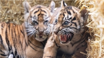 Die kleinen Sumatra-Tiger erkunden ihre Umgebung.